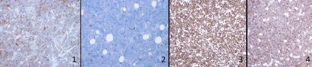 Obraz przedstawiający różne metody barwienia preparatów.