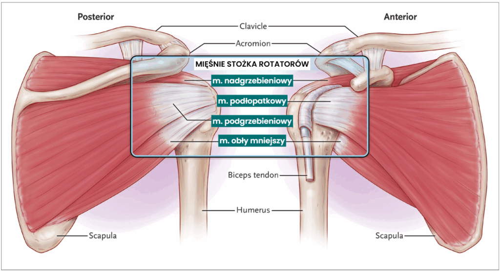 Mięśnie stożka rotatorów. Główne struktury odpowiadające za zespół bolesnego barku.