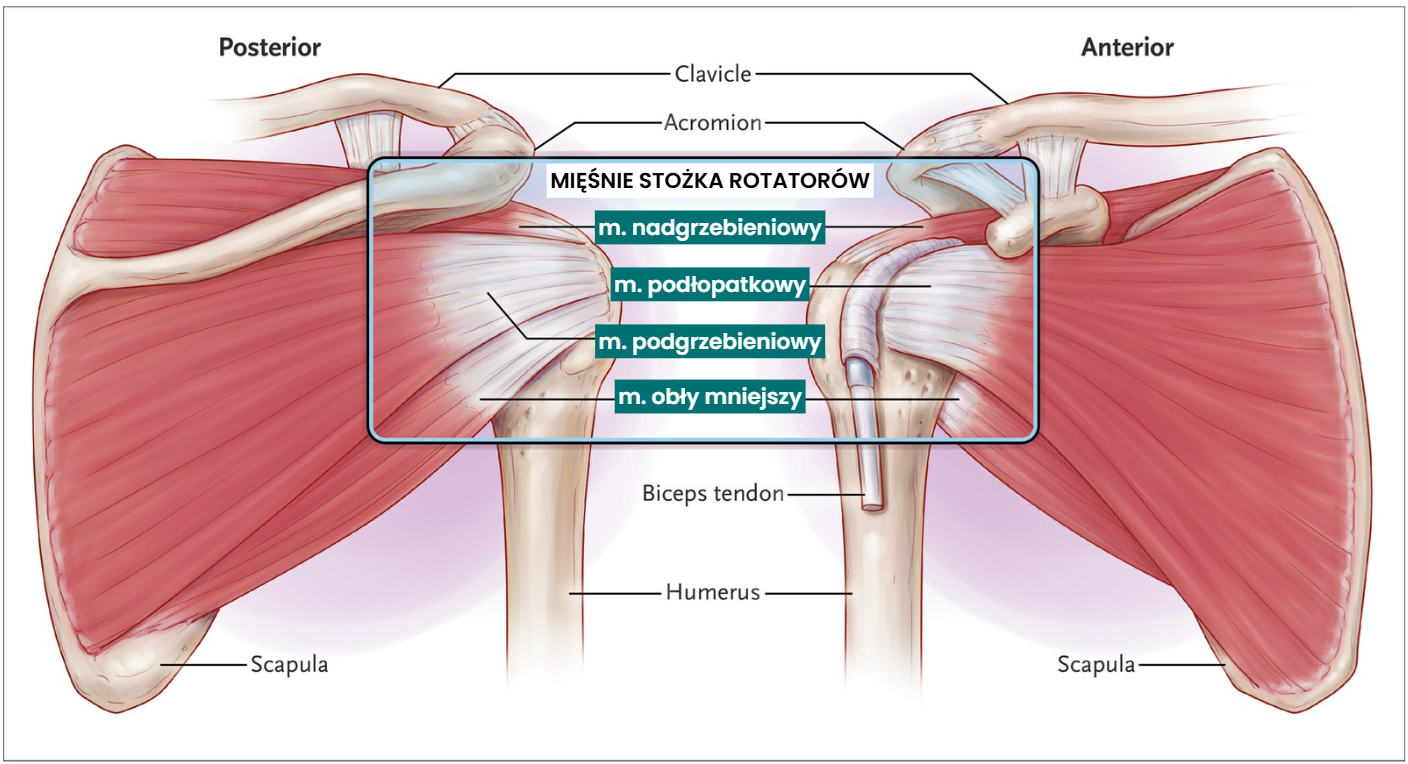 Mięśnie stożka rotatorów. Główne struktury odpowiadające za zespół bolesnego barku.
