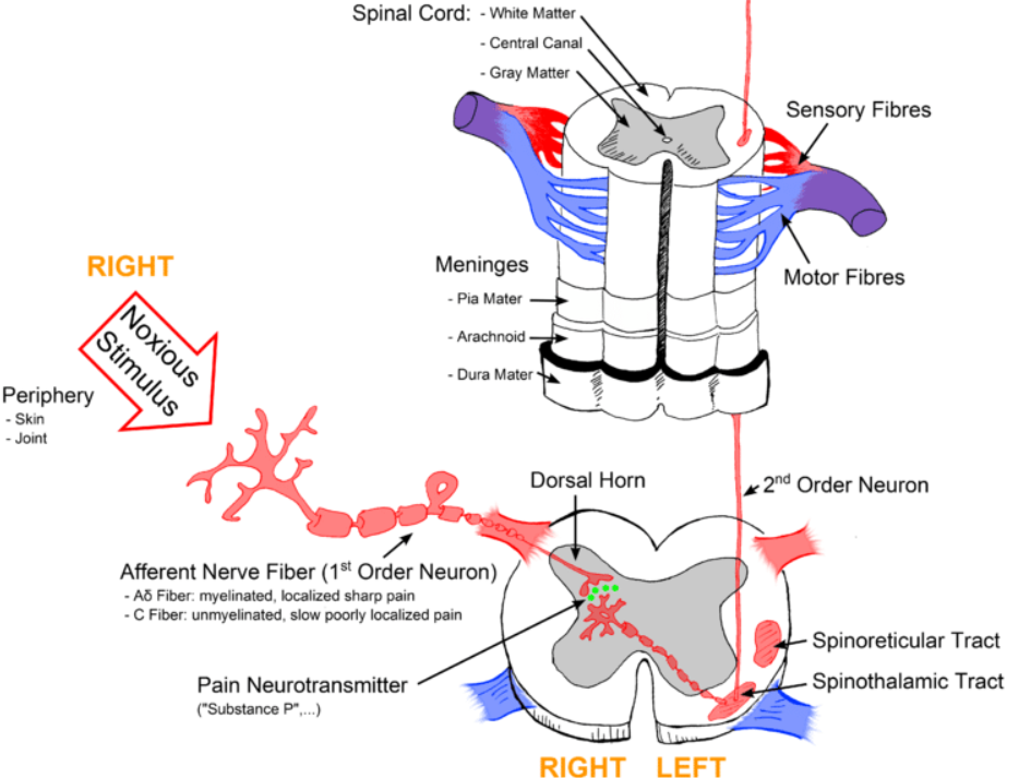 Droga bólu. Struktury układu nerwowego zaangażowane w powstanie zjawiska bólu.